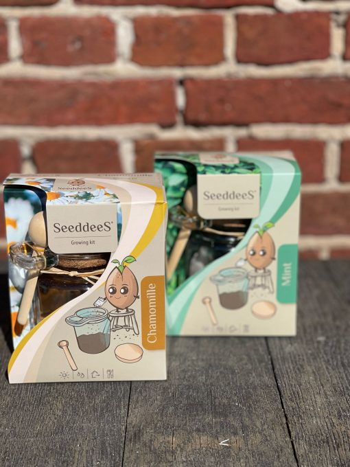 Kweekset glazen potje met zaden en houten lepel, mint, thee - Afbeelding 2