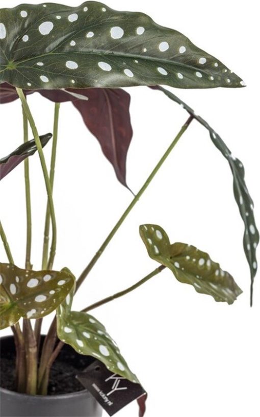 Oliefantsoor in pot - Afbeelding 2