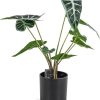 Caladium in pot