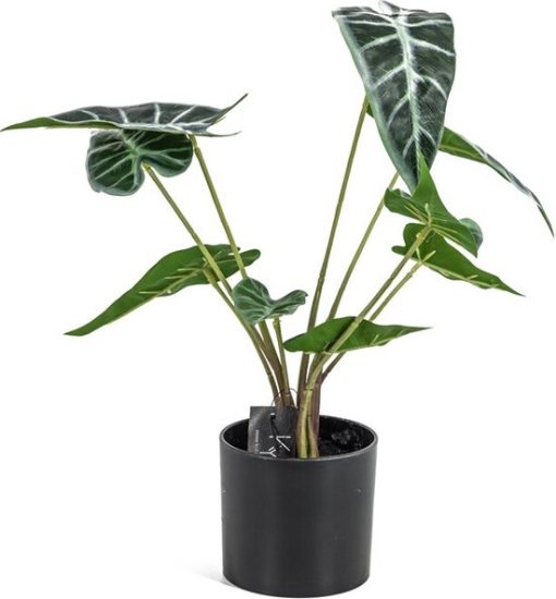 Caladium in pot