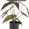Oliefantsoor in pot