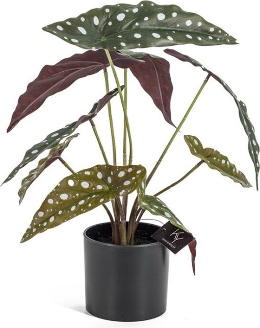 Oliefantsoor in pot