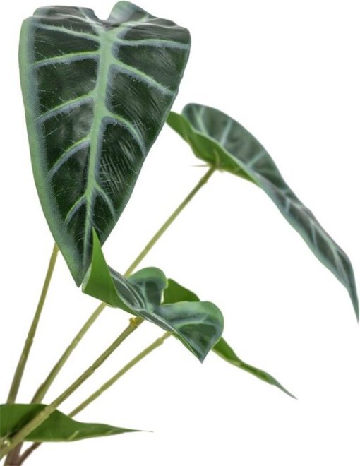 Caladium in pot - Afbeelding 2