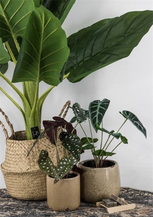 Oliefantsoor in pot - Afbeelding 3